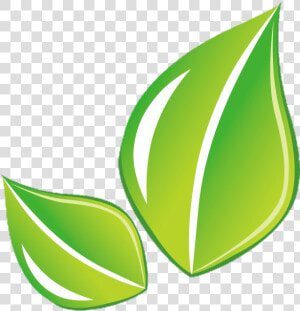  leaf  hoja  green  png  Transparent Png