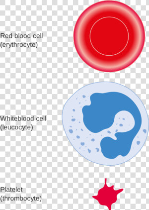 Three Different Types Of Blood Cells  HD Png Download