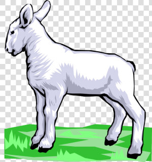 Vector Illustration Of Newborn Baby Lamb Sheep Standing  HD Png Download