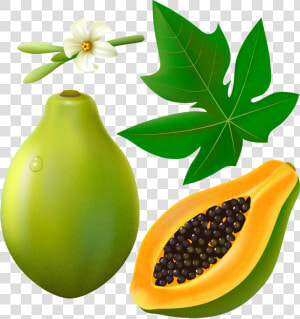 Fruits With Leaf And   Papaya Leaf Clip Art  HD Png Download