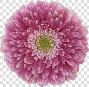 Gerbera Power Ball  HD Png Download