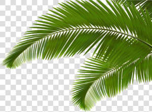 Arecaceae Leaf Frond Clip   Palm Leaves  HD Png Download