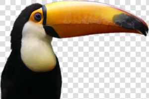 Tucano Sticker   Toucan   Gif Tucano Png  Transparent Png