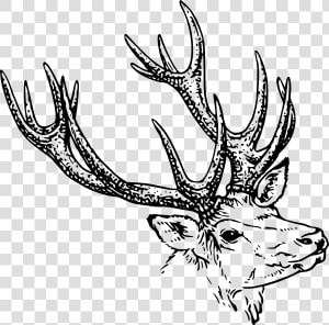 Stag Head Svg Clip Arts   Stag Head Drawing  HD Png Download