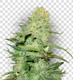 Cheese Feminized Marijuana Seeds   Cheese Auto Fem  HD Png Download