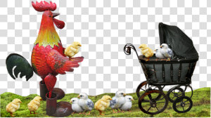 Rooster  Chickens  Fatherhood  Family   Rooster  HD Png Download