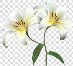 Free Png Download White Lilium Flower Decorative Transparent  Png Download