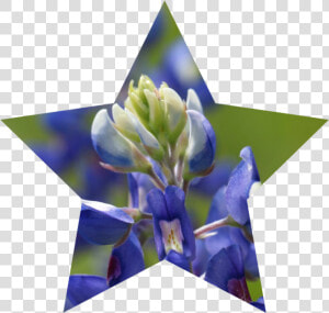 Bluebonnet Png  Transparent Png