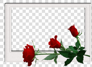 Free Png Best Stock Photos Flowers Frame Background   Transparent Background Flowers Frames  Png Download