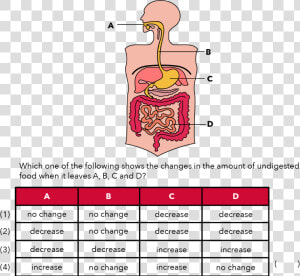 Psle Human Digestive System  HD Png Download