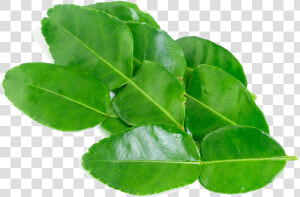 Kaffir Lime Leaves Png Background Image  Transparent Png