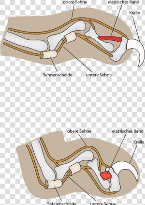 Cat Claw Mechanism   Do Cats Claws Go  HD Png Download