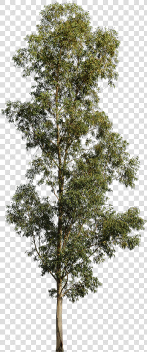 Transparent Evergreen Tree Png   Eucalyptus Tree White Background  Png Download