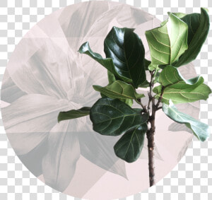 Hair And Co Pensacola Fl Stylists 2   Fiddle leaf Fig  HD Png Download