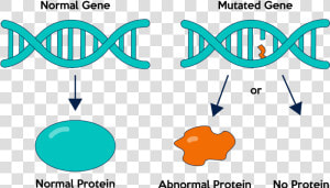 Gene Mutation Clipart  HD Png Download