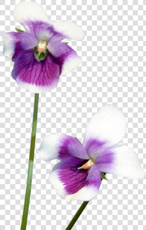  violets  purple  flowers  flower  freetoedit   Flower  HD Png Download