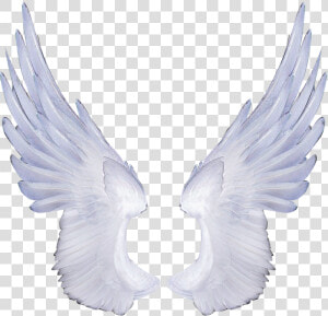 Free Angel Wings Transparent Background   Angel Transparent Background Wing Png  Png Download