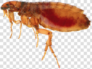 Flea Png   Insect Flea  Transparent Png