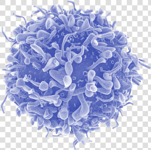 T rxtm Tcr   T Cell Transparent  HD Png Download