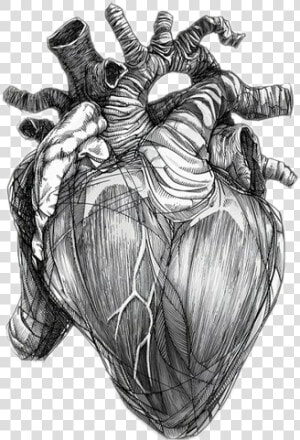  heart  love  realistic  freetoedit   Anatomical Heart Of Stone  HD Png Download