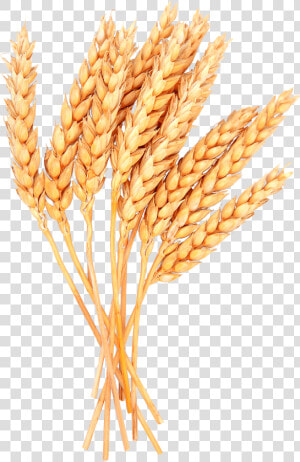 Wheat Png Image   Sheaf Of Wheat Png  Transparent Png