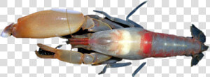 Shrimp Png Image   Homarus Gammarus  Transparent Png