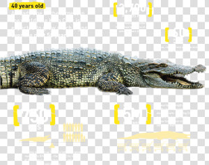 Croc Details  HD Png Download