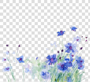 Cornflower Drawing Watercolor   Cornflower Png  Transparent Png