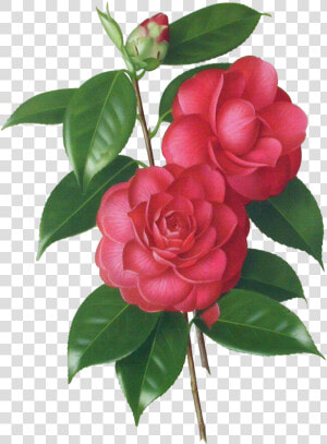 Graphic Stock Camellia Drawing Botanical Illustration   Camellia Flower Drawing  HD Png Download