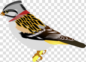 Wing bird Of Prey bird   Birds Clip Art  HD Png Download