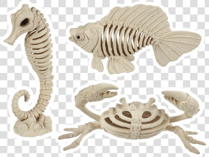 Sea Bonez Set   Halloween Sea Life Skeleton  HD Png Download