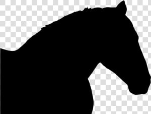 Transparent Mustang Horse Png   Stallion  Png Download