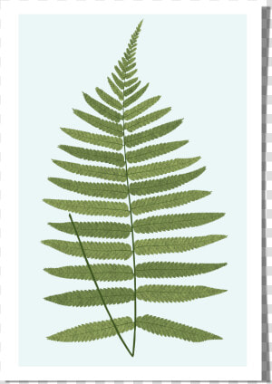 Rkr Print fern   Ostrich Fern  HD Png Download