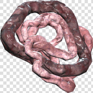 Transparent Intestine Png   Fallout 76 Intestines  Png Download