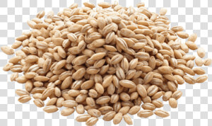 Barley Png Image   Grain Barley Png  Transparent Png