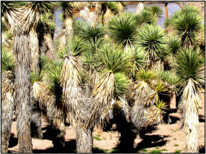 Joshua Tree  HD Png Download