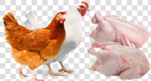 Poultry Transparent Background Png Image Broiler Png  Png Download