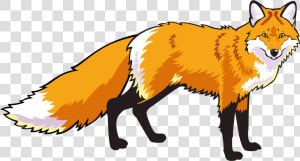 Swift fox   Red Fox Standing  HD Png Download