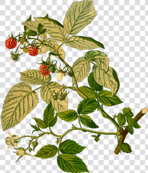 Clip Art Collection Of Free Raspberry   Parts Of Raspberry Plant  HD Png Download