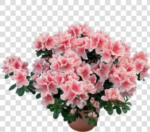 Azalea Png  Transparent Png