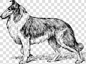 Line Art collie monochrome Photography   Collie Coloring Pages  HD Png Download