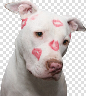  puppy  dog  love  kiss  kisses  cute  doggo  pupper   American Pit Bull Terrier  HD Png Download