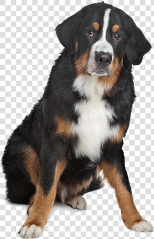 Mixed Breed Black  Brown  And White Dog On Isolated   Bernese Mountain Dog  HD Png Download