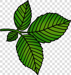 Leaves Clipart Tobacco Leaf   Cartoon Elm Leaf  HD Png Download