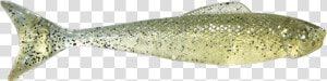 Eel  HD Png Download