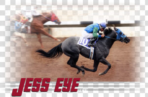 Transparent Race Horse Png   Flat Racing  Png Download