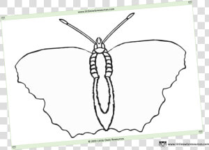 Blank Butterfly Template Sheet  HD Png Download