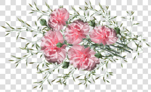 Carnations  Flowers  Nature  Garden  Plants   Bouquet  HD Png Download