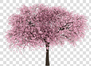 Cherry Blossom Transparent Background   Cherry Tree Transparent Background  HD Png Download