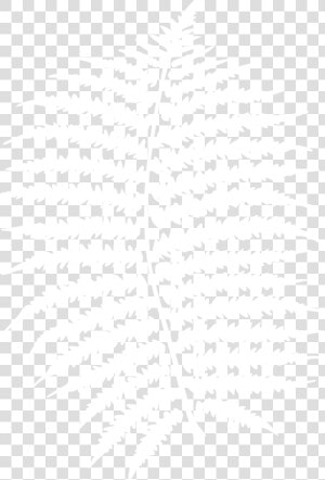 Transparent Fern Png   Fern Leaves Png White  Png Download